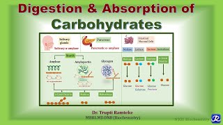 2 Digestion amp Absorption of Carbohydrates I Carbohydrates Metabolism Biochemistry [upl. by Hanfurd]