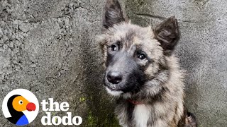 Stray Dog Who Was Impossible To Catch Walks Through Rescuers Door  The Dodo [upl. by Anisah]