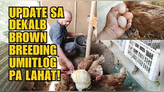 UPDATE SA DEKALB BROWN BREEDING UMIITLOG PA LAHAT [upl. by Eppie549]