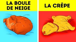 Ce Que Révèle la Position de Ton Chien Lorsqu’il Dort [upl. by Cadmann]