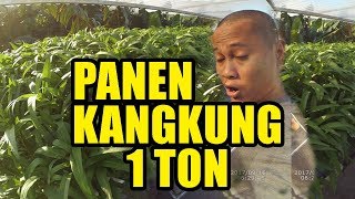 Kangkung Hidroponik Rakit Apung Tanpa Rockwool [upl. by Donalt928]