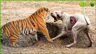 35 Ruthless When Dogs Are Attacked By Tigers Leopards Lions  Animal Fight [upl. by Irap]