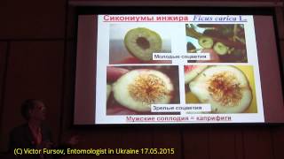 Инжир Симбиоз или Смерть Опылитель Blastophaga Agaonidae и Ficus carica Киев Украина [upl. by Inohs]