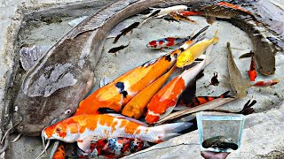 Find colorful ornamental fish in the pond there are large catfish betta fish koi fish [upl. by Tennes980]