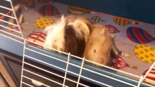 Excited guinea pigs running to their playpen [upl. by Boffa]