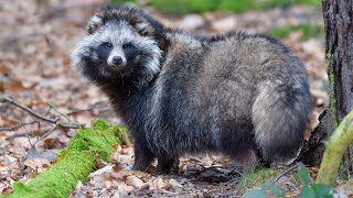 Raccoon Dog [upl. by Isiah]