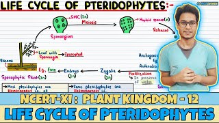 Plant Kingdom Lec 12 Life Cycle of Pteridophytes Class 11 NEET Neetology [upl. by Solitta836]