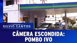 Pombo Ivo  Câmeras Escondidas 180617 [upl. by Ahslek]