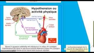 Le contrôle de la fréquence cardiaque et la régulation de la pression artérielle [upl. by Frederich467]