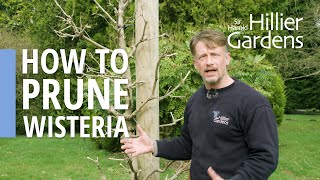 How to prune wisteria  Sir Harold Hillier Gardens [upl. by Raphael]