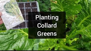 Lets Plant Collard Greens for FallWinter Harvest  Big Daddy Greasy Greens Collards Highlighted [upl. by Htiduj109]