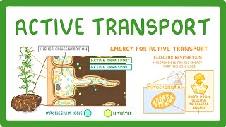 GCSE Biology  Active Transport 9 [upl. by Aubry]