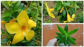 Allamanda flowers Care  How To Grow Allamanda Plant From Cuttings [upl. by Irrol]