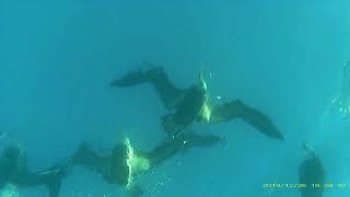 Black Browed Albatross Diving [upl. by Franckot]