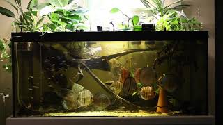 Acquario Wild Discus Altum Rio Inirida F3 e Loricaridi [upl. by Aerdua626]