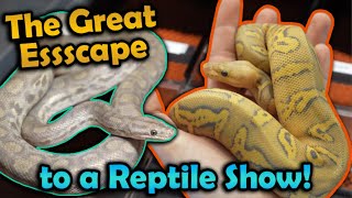 We Ditch Class to go to the Oklahoma City Reptile Show [upl. by Waylan949]