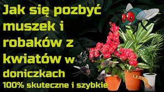 Jak szybko pozbyć się muszek ziemiórek i robaków z kwiatów doniczkowych [upl. by Schoenfelder]