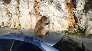 Gibraltar monkeys  Macacos de Gibraltar [upl. by Ardnaek]