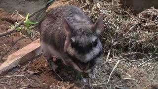 国内唯一のビスカチャ（埼玉県こども動物自然公園） Plains Viscacha [upl. by Enirehtac609]