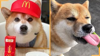 Shiba Inu Funny Videos Compilation 2020  Try Not To Laugh [upl. by Haff]