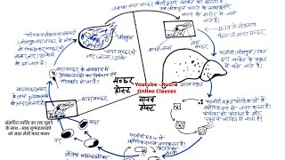 मलेरिया परजीवी का स्वच्छ नामांकित चित्र  Life cycle of Plasmodium Easy draw maleria plasmodium [upl. by Eoj]