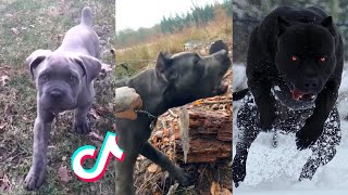 Cane Corsos are Badass and Cute  Tiktok Compilation  2 [upl. by Lananna]