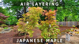 Air Layering Japanese Maple  Step by Step [upl. by Barnaba]