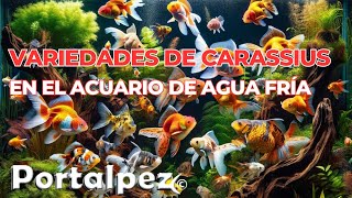 Descubre las Variedades de Carassius ¡Te Sorprenderás [upl. by Akcire]