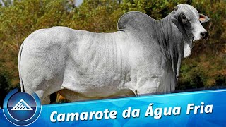 Camarote da Água Fria [upl. by Eilrahs]