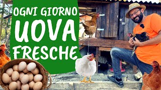 Allevare GALLINE come iniziare il pollaio 🐔 [upl. by Atram]