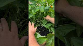 These Park Seed Whopper Bush Beans Give a Huge Harvest [upl. by Ayiotal]