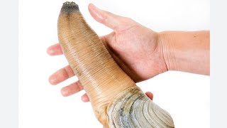 Eating Giant Geoduck Seafood shorts seafood eating videos [upl. by Hadley354]