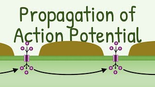 Propagation of Action Potential [upl. by Cochrane]