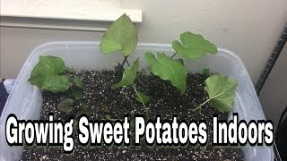 How to Grow Sweet Potatoes in Containers All the Steps amp a 24 Pound Sweet Potato [upl. by Theta710]