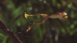 The Art of Frog Jumpingin SlowMotion [upl. by Yenttirb536]