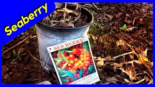 Planting Seaberry plant  Sea Buckthorn Part 1 [upl. by Molly546]