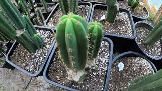 Eastern Star Cactus full greenhouse tour spring 2024 [upl. by Sayette]