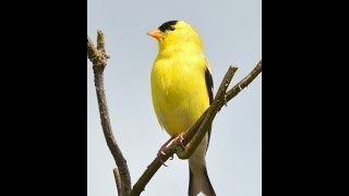 American Goldfinch singing in spring [upl. by Toiboid]