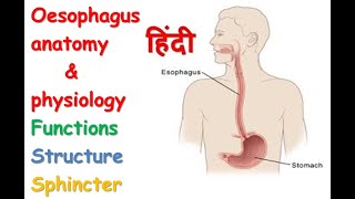 Oesophagus anatomy amp physiology in hindi  functions  structure  spinchcer [upl. by Davis]