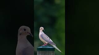 Mourning Dove Zenaida macroura in Pigeon Dove Family Columbidae [upl. by Danna]