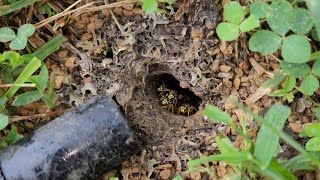 MASSIVE Subterranean Yellow Jacket Nest Removed From Clients Yard Wasp Nest Removal [upl. by Aeet776]