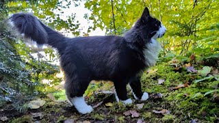 Norwegian Forest Cat Mushroom Season with Odin [upl. by Giacinta]