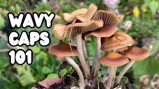 Wavy Caps Psilocybe cyanescens  UK Magic Mushrooms [upl. by Ytoc31]