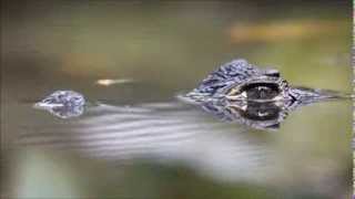 Spectacled Caiman [upl. by Iviv899]