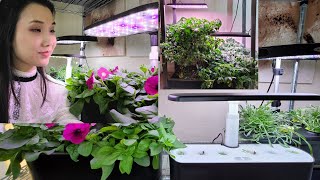 Which Aerogarden System To Buy  Sprout Harvest Bounty or Farm [upl. by Jahdai]