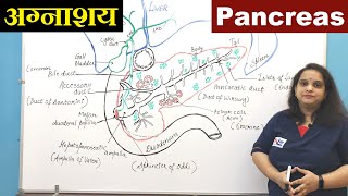 Pancreas in Hindi हिन्दी  Digestive System Anatomy  Accessory Organ  Nursing Lecture [upl. by Selym]