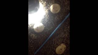 How to candle a turtle egg DIY with flashlight [upl. by Enegue431]