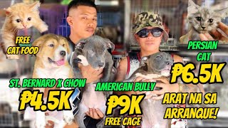 Arranque Pet Market Part 1  June 08 2023  Recto Manila [upl. by Rhtaeh]