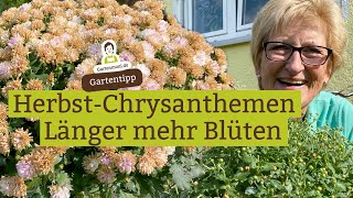 HerbstChrysanthemen  So blühen sie viel länger [upl. by Kattie]