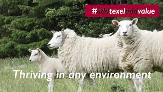 Texel Sheep [upl. by Neemsay669]